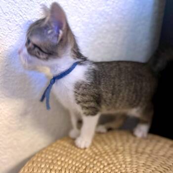 Ultimate Soy Milkshake -  Domestic Short Hair Cat for Adoption in Austin, Texas - Ultimate Soy Milkshake | PetCurious