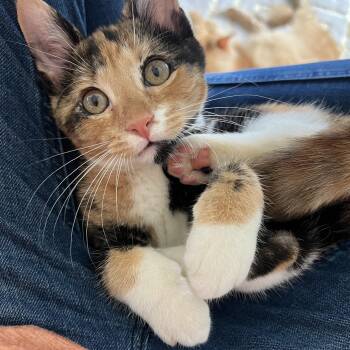 Fleur -  Domestic Short Hair Cat for Adoption in Mokena, Illinois - Fleur | PetCurious