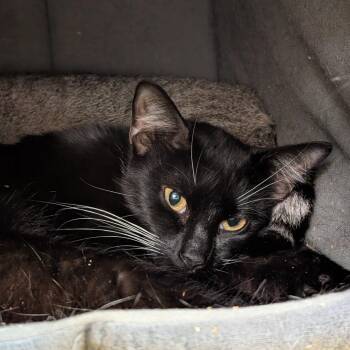 Biba -  Domestic Short Hair Cat for Adoption in Titusville, Florida - Biba | PetCurious