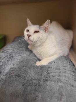 Domestic Short Hair Cats Available for Adoption - Snow | PetCurious