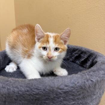 Cheddar -  Domestic Short Hair Cat for Adoption in Hemet, California - Cheddar | PetCurious