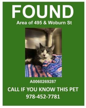 Domestic Short Hair Cats Available for Adoption - Draco MEOWfoy | PetCurious