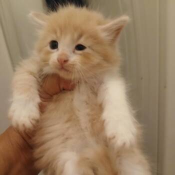 Loki -  Domestic Long Hair Cat for Adoption in Wadena, Minnesota - Loki | PetCurious
