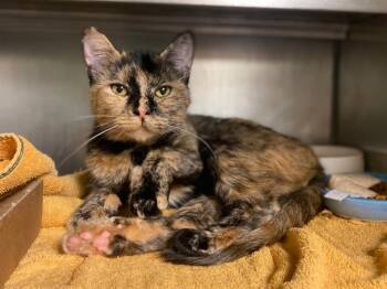 Domestic Short Hair Cats Available for Adoption in Fort Wayne, Indiana - PEBBLES | PetCurious