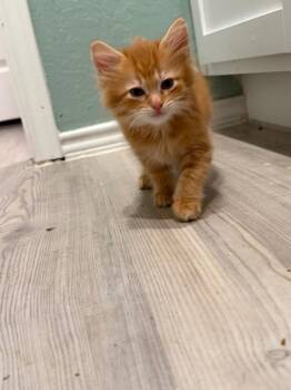 Maine Coon and Domestic Long Hair Cats Available for Adoption in New Braunfels, Texas - Dwayne "The Rock" Johnson | PetCurious