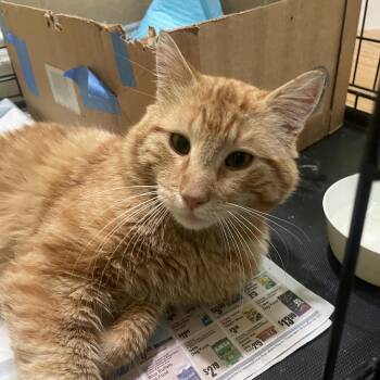 Domestic Short Hair Cats Available for Adoption -  Benny | PetCurious