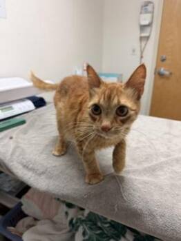 Domestic Short Hair Cats Available for Adoption in Sacramento, California - Ginger | PetCurious