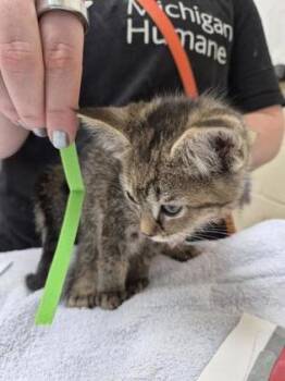 Harlee -  Domestic Short Hair Cat for Adoption in Westland, Michigan - Harlee | PetCurious