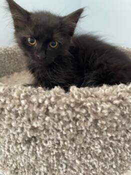 Mark Sloan -  Domestic Long Hair Cat Available for Adoption in Cumming, Georgia - Mark Sloan | PetCurious