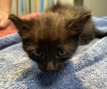 Janessa -  Domestic Short Hair Cat for Adoption in Kansas City, Missouri - Janessa | PetCurious