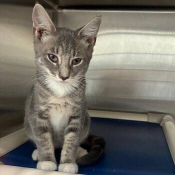 Cindy Clawford -  Domestic Short Hair Cat for Adoption in Richmond Hill, Georgia - Cindy Clawford | PetCurious