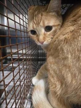Domestic Short Hair Cats Available for Adoption in Houston, Texas - MURPHY | PetCurious