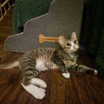 Mr. Tumnus -  Domestic Short Hair Cat for Adoption in Tulsa, Oklahoma - Mr. Tumnus | PetCurious