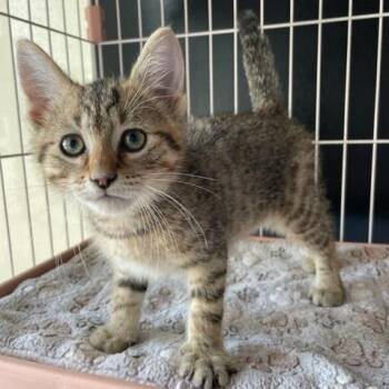 Honey Bunch -  Domestic Short Hair Cat for Adoption in Dayton, Ohio - Honey Bunch | PetCurious