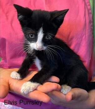 Elvis Purrsley -  American Shorthair Cat for Adoption in El Dorado, Arkansas - Elvis Purrsley | PetCurious