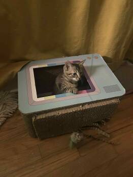 Rescue Domestic Short Hair Cats for Adoption in Camden, South Carolina - Bagel (Available For Pre-adoption) | PetCurious