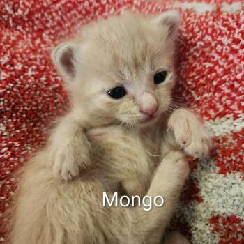Domestic Short Hair Cats Available for Adoption in Harrisonburg, Virginia - Mongo | PetCurious
