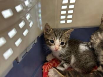 A383358 -  Domestic Short Hair Cat for Adoption in Ocala, Florida - A383358 | PetCurious