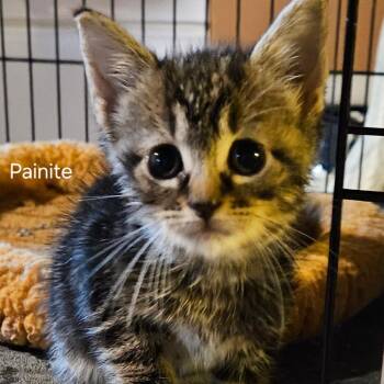Painite -  Domestic Short Hair Cat for Adoption in Silver Spring, Maryland - Painite | PetCurious