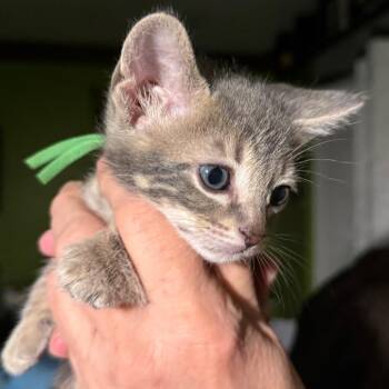 Endive -  Domestic Short Hair Cat for Adoption in Sunrise, Florida - Endive | PetCurious