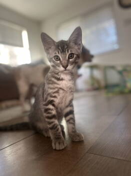 Rescue Tabby Cats for Adoption in Vallejo, California - Smokey ( Nicole ) | PetCurious