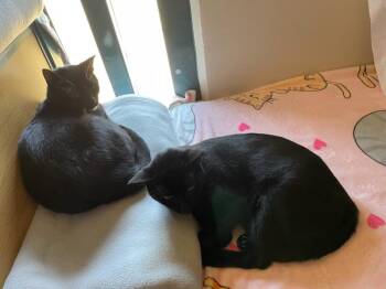 Doc & Bashful -  Domestic Short Hair Cat for Adoption in Rochester, Washington - Doc & Bashful | PetCurious