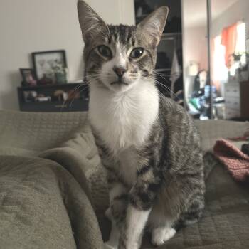 Rescue Domestic Short Hair Cats for Adoption in Los Angeles, California - Beans | PetCurious