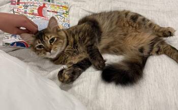 Tabby and Domestic Long Hair Cats Available for Adoption in Walnut Creek, California - Sasha | PetCurious