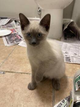 Josie -  Domestic Short Hair Cat for Adoption in Chicago, Illinois - Josie | PetCurious