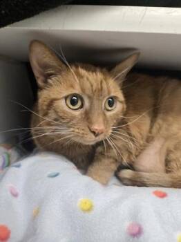 Rescue Domestic Short Hair Cats for Adoption in Reisterstown, Maryland - Bella | PetCurious