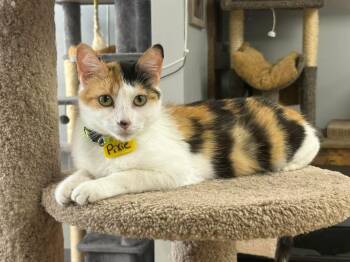 Pixie -  Domestic Short Hair Cat for Adoption in Momence, Illinois - Pixie | PetCurious