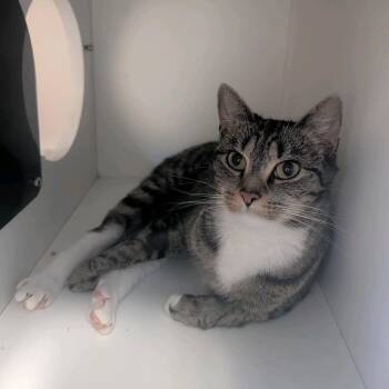 Glizzy -  Domestic Short Hair Cat for Adoption in Uniontown, Pennsylvania - Glizzy | PetCurious