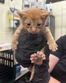 Mosco -  Domestic Short Hair Cat for Adoption in Rockport, Texas - Mosco | PetCurious