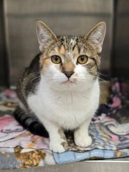 A1 Steak Sauce -  Domestic Short Hair Cat for Adoption in Westland, Michigan - A1 Steak Sauce | PetCurious