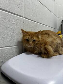 MONTANA -  Domestic Medium Hair Cat for Adoption - MONTANA | PetCurious