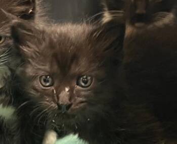 Eloise Bridgerton -  Domestic Medium Hair and Domestic Short Hair Cat for Adoption in Honolulu, Hawaii - Eloise Bridgerton | PetCurious