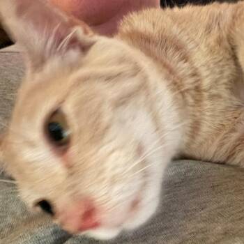 Tennille -  Domestic Short Hair Cat for Adoption in Toms Brook, Virginia - Tennille | PetCurious