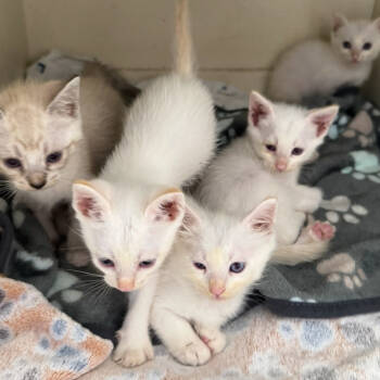 Rescue Siamese Cats for Adoption in Houston, Texas - Frost | PetCurious