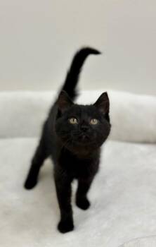 Abigail -  Domestic Medium Hair Cat for Adoption in Newberg, Oregon - Abigail | PetCurious
