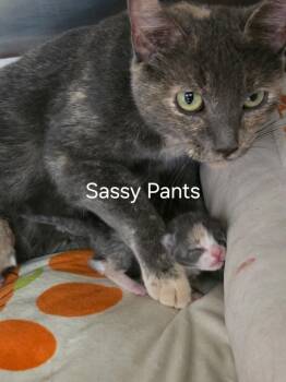 Sassy Pants -  Domestic Short Hair Cat for Adoption in Cambridge, Maryland - Sassy Pants | PetCurious