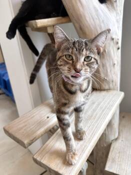 Domestic Short Hair Cats Available for Adoption in Chicago, Illinois - Wheat Thin | PetCurious