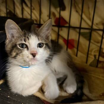 Domestic Short Hair Cats Available for Adoption in Fredericksburg, Virginia - The Miz | PetCurious