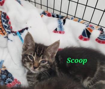 Scoop One -  Domestic Short Hair Cat Available for Adoption in Diamond Springs, California - Scoop One | PetCurious