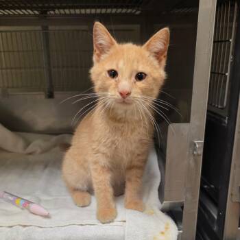 Eggs Benedict -  Domestic Short Hair Cat for Adoption in Bristol, Indiana - Eggs Benedict | PetCurious
