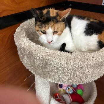 Cookie -  Calico and Domestic Short Hair Cat Available for Adoption in Gladstone, Oregon - Cookie | PetCurious