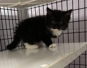 Domestic Long Hair Cats Available for Adoption in Newborn, Georgia - Roo | PetCurious