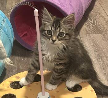 Domestic Medium Hair Cats Available for Adoption in Apopka, Florida - Tabasco 2.15.26 | PetCurious