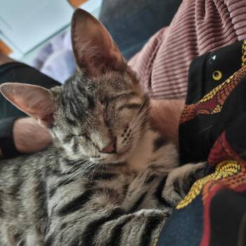 Domestic Short Hair Cats Available for Adoption in Springfield, Oregon - Suki | PetCurious