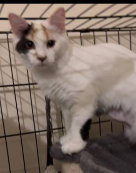 Hadley -  Domestic Short Hair Cat for Adoption in Camp Hill, Pennsylvania - Hadley | PetCurious