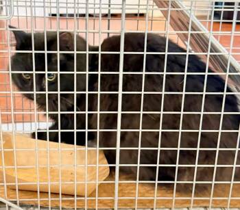 Thurmond -  Domestic Medium Hair Cat for Adoption in Augusta, Georgia - Thurmond | PetCurious